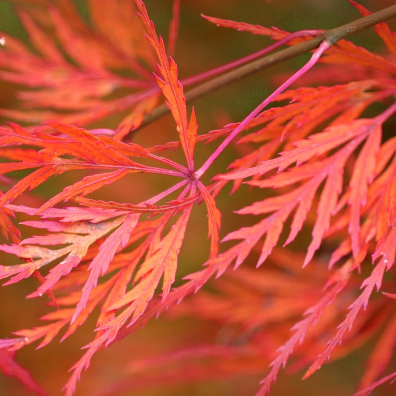 Acer 'Seiryu'
