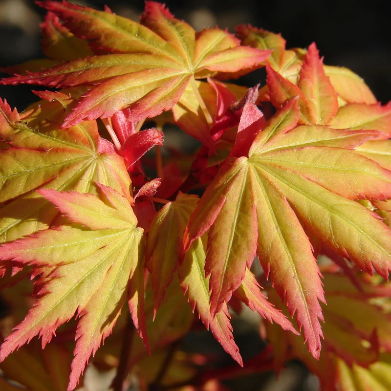 Acer 'Orange Dream'