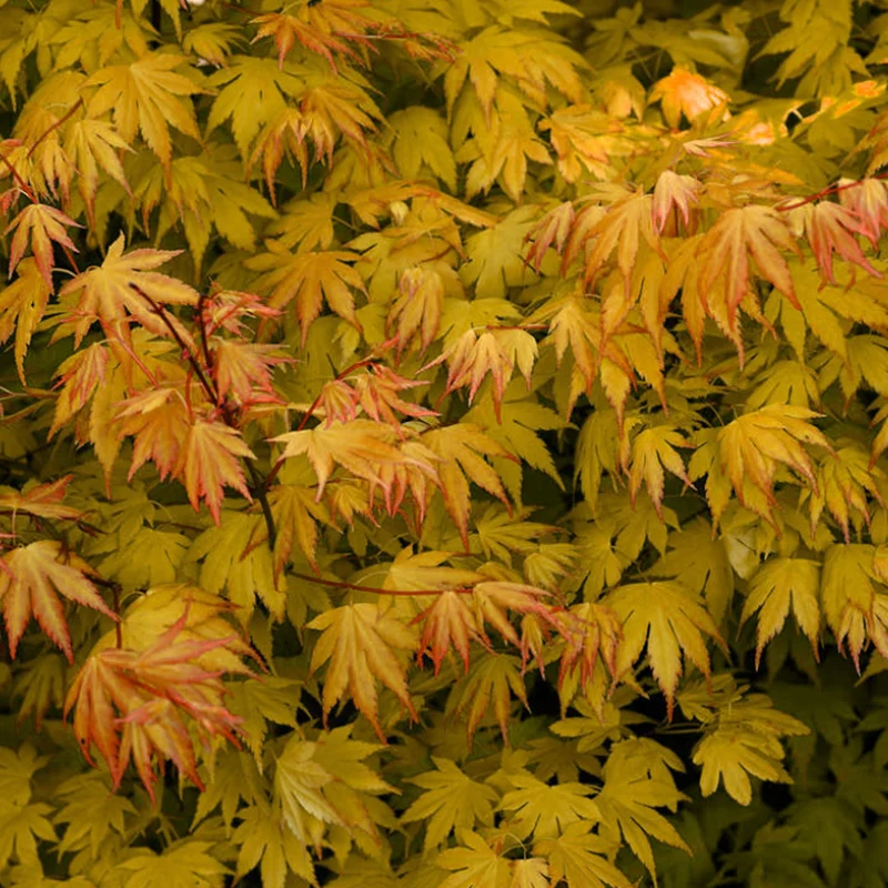 Acer 'Orange Dream'