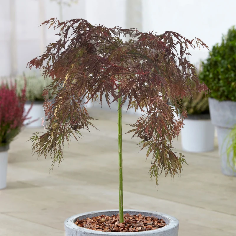 Acer 'Inaba-shidare' Terrassenbaum