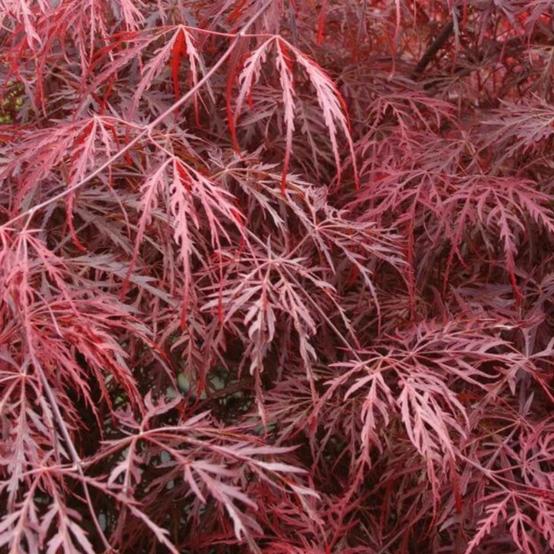 Acer 'Inaba-shidare' Terrassenbaum