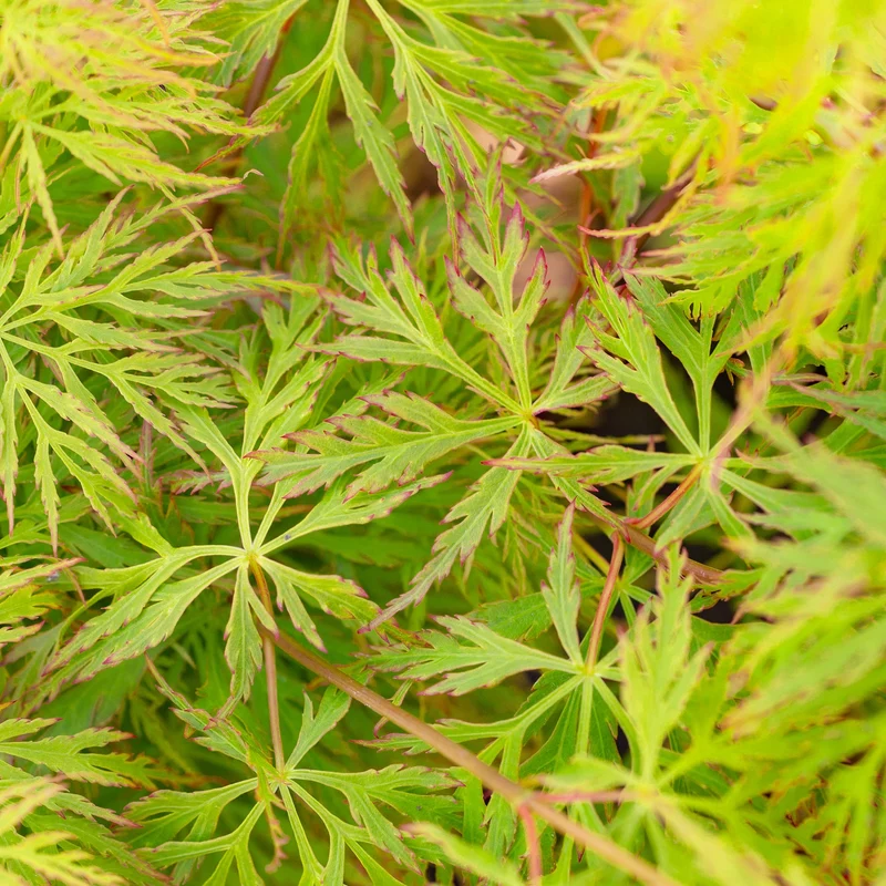 Acer 'Smaragdspitze'