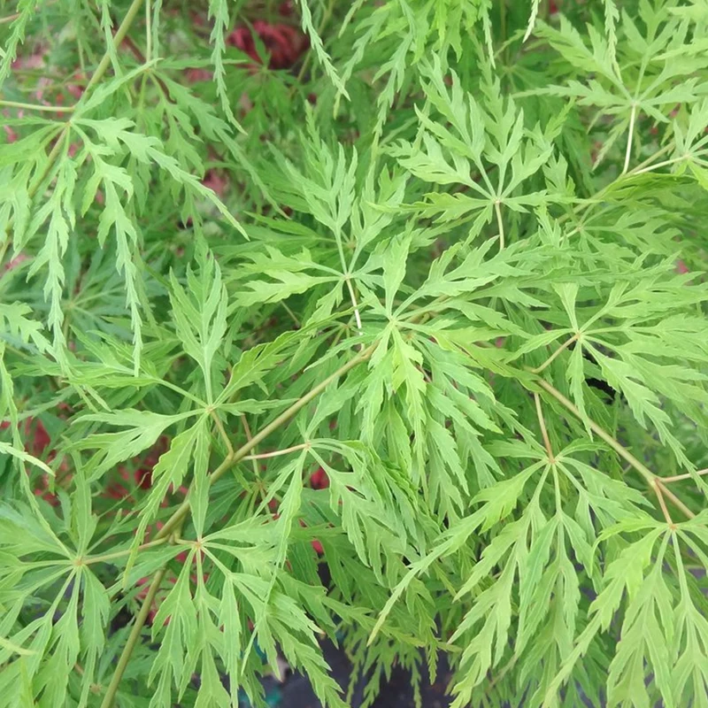 Acer 'Smaragdspitze'