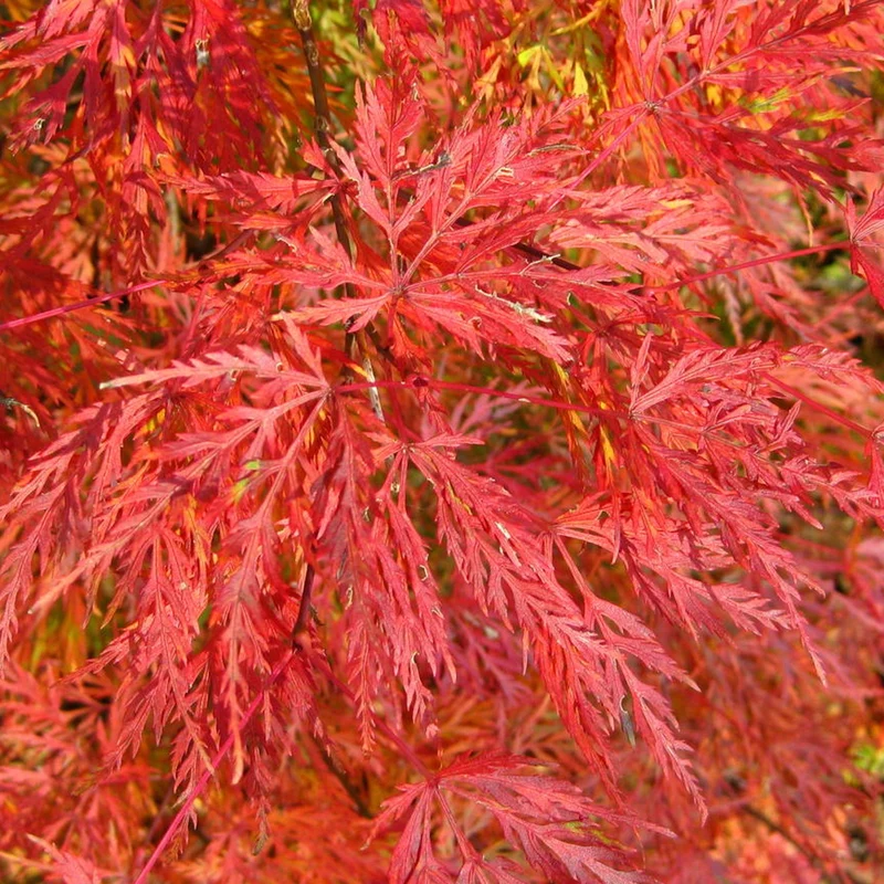 Acer 'Smaragdspitze'
