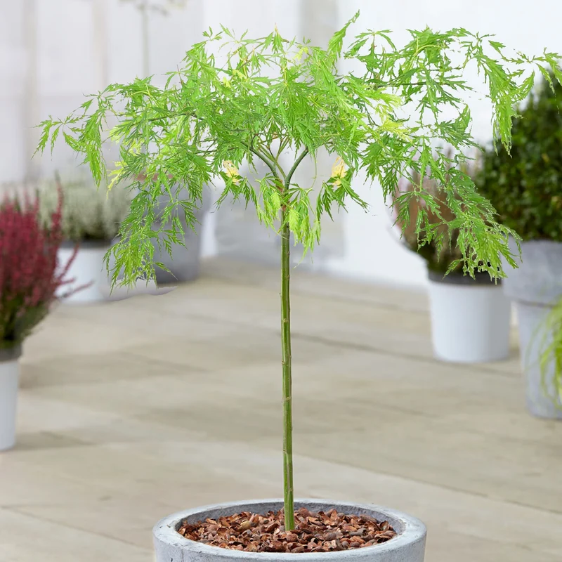 Acer 'Dissectum' Terrassenbaum