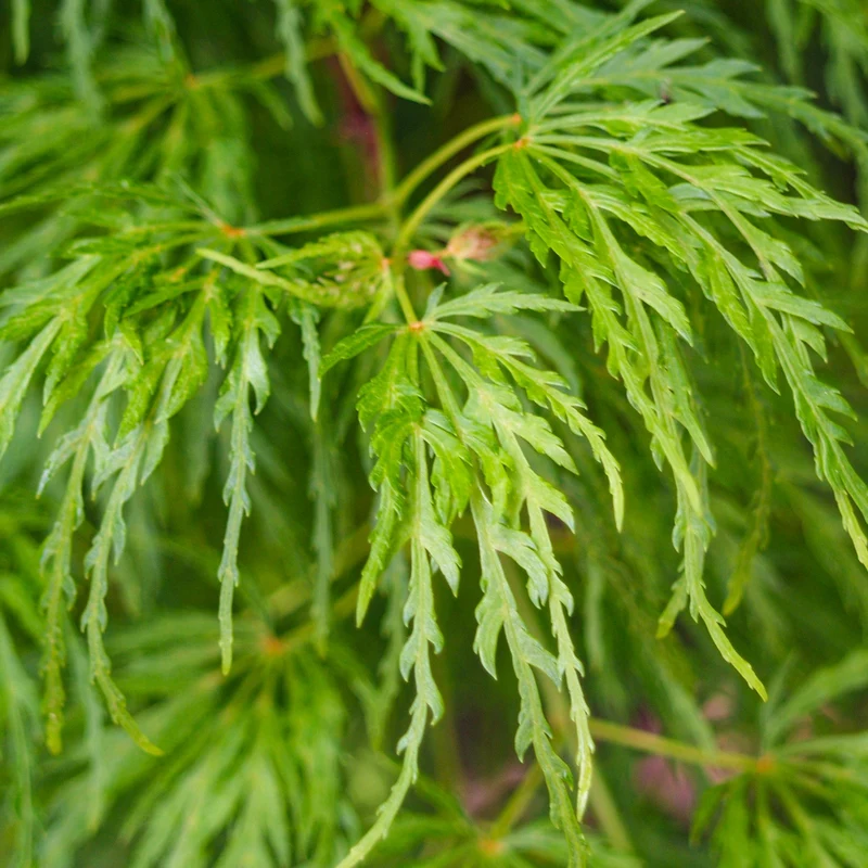 Acer 'Dissectum' Terrassenbaum