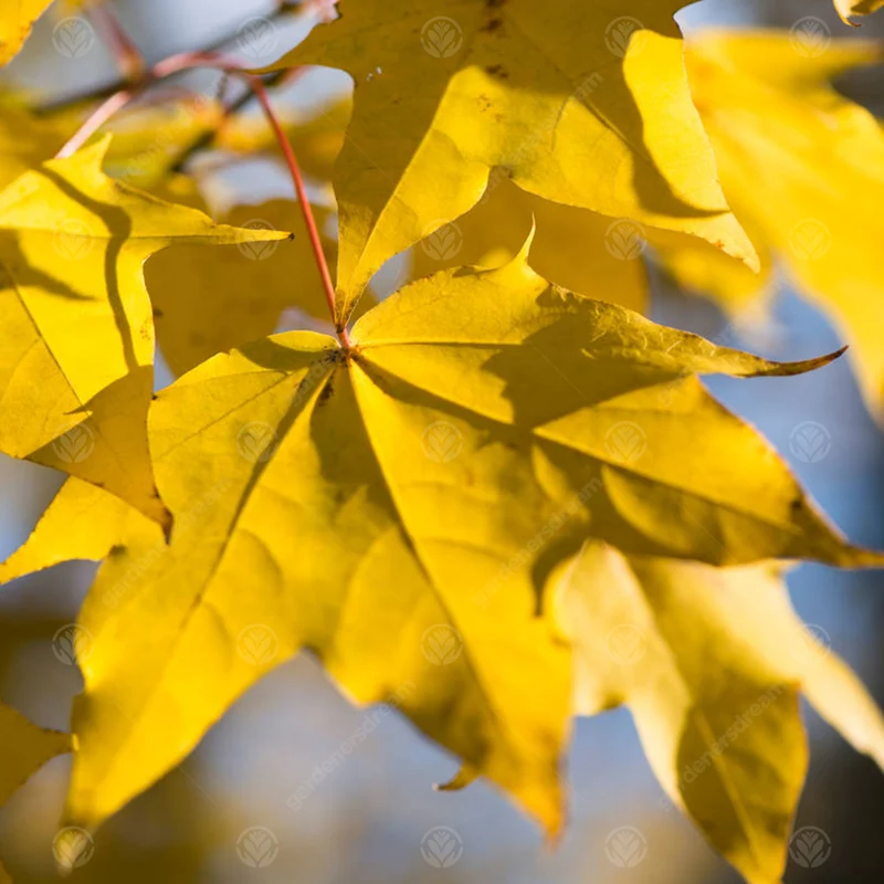 Acer 'Aureum'