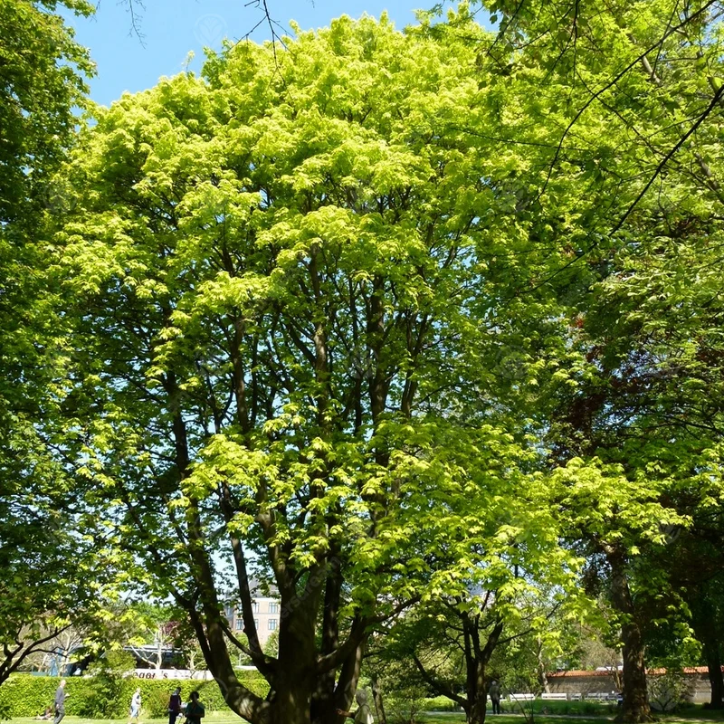 Acer 'Aureum'