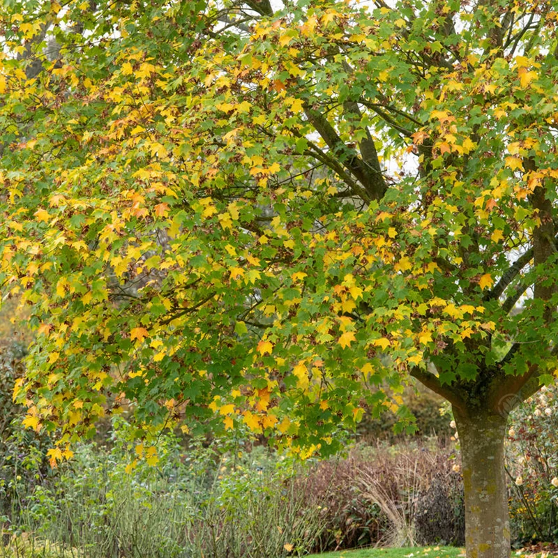 Acer 'Aureum'