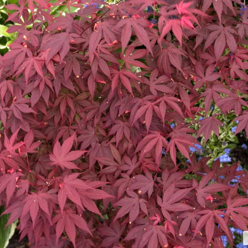 Acer 'Atropurpureum'