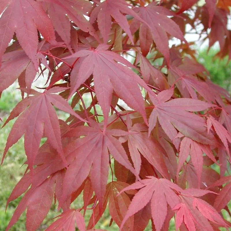 Acer 'Atropurpureum'