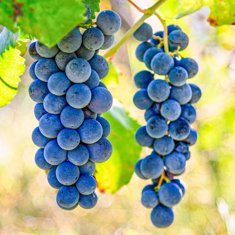 Weinrebe 'Cabernet Cantor'