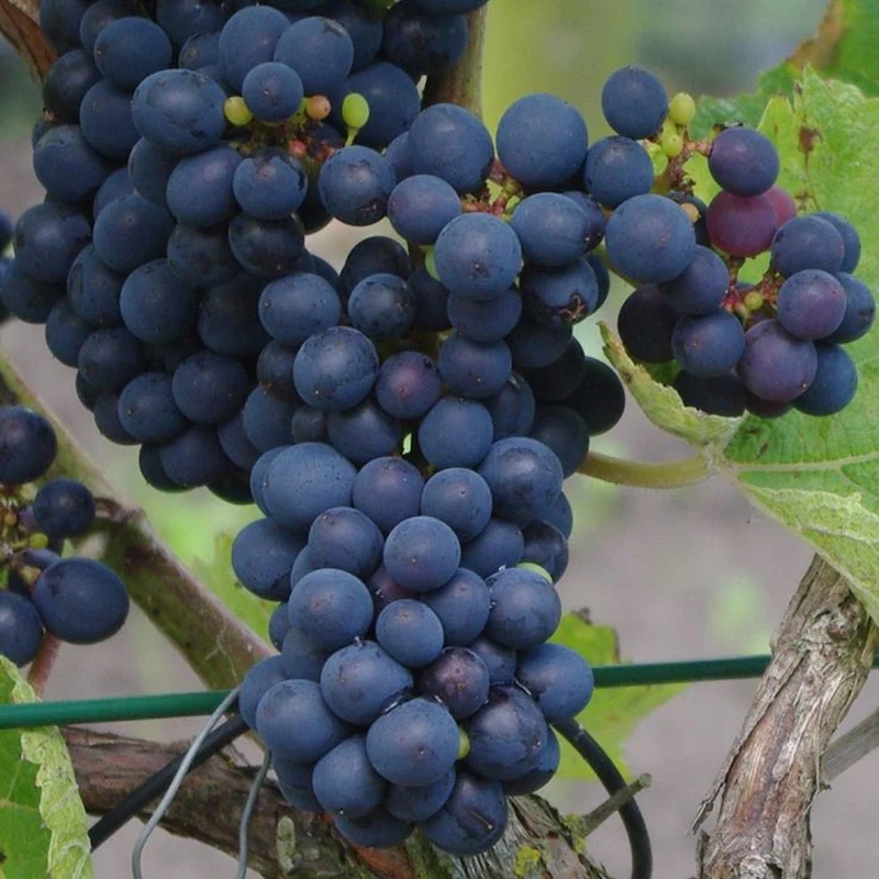Weinrebe 'Cabernet Cantor'