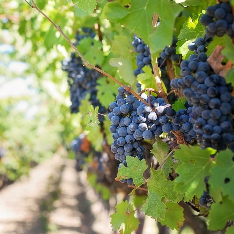 Weinrebe 'Cabernet Cantor'