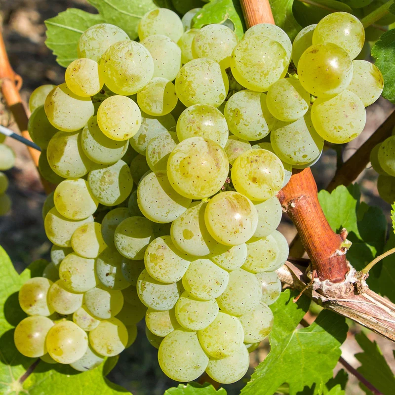 Weinrebe 'Bacchus'