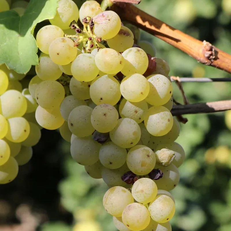 Weinrebe 'Bacchus'