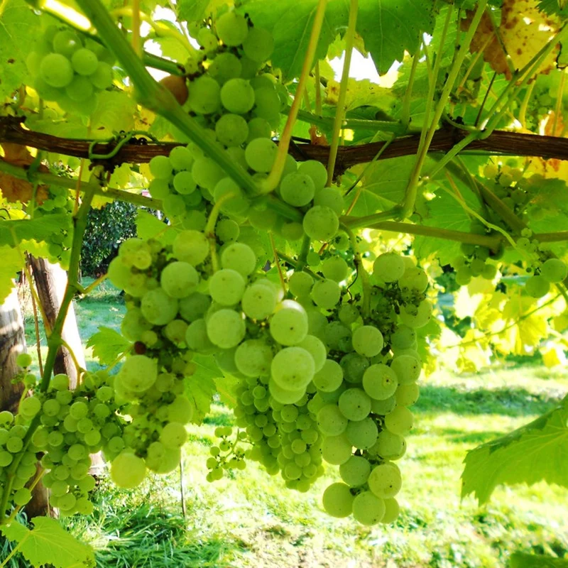 Weinrebe 'Bacchus'