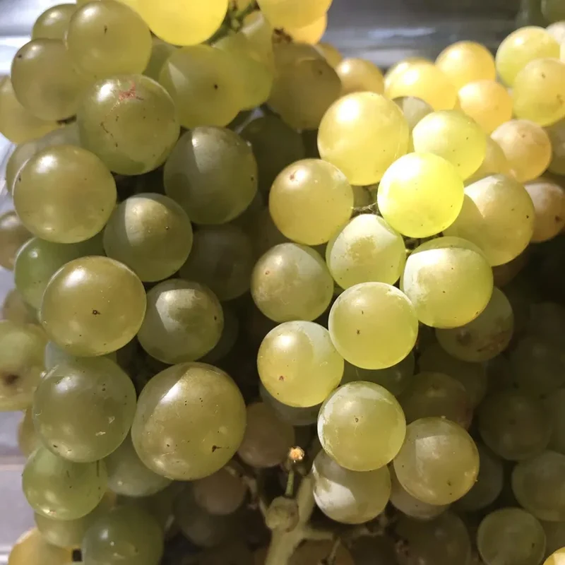 Weinrebe 'Bacchus'