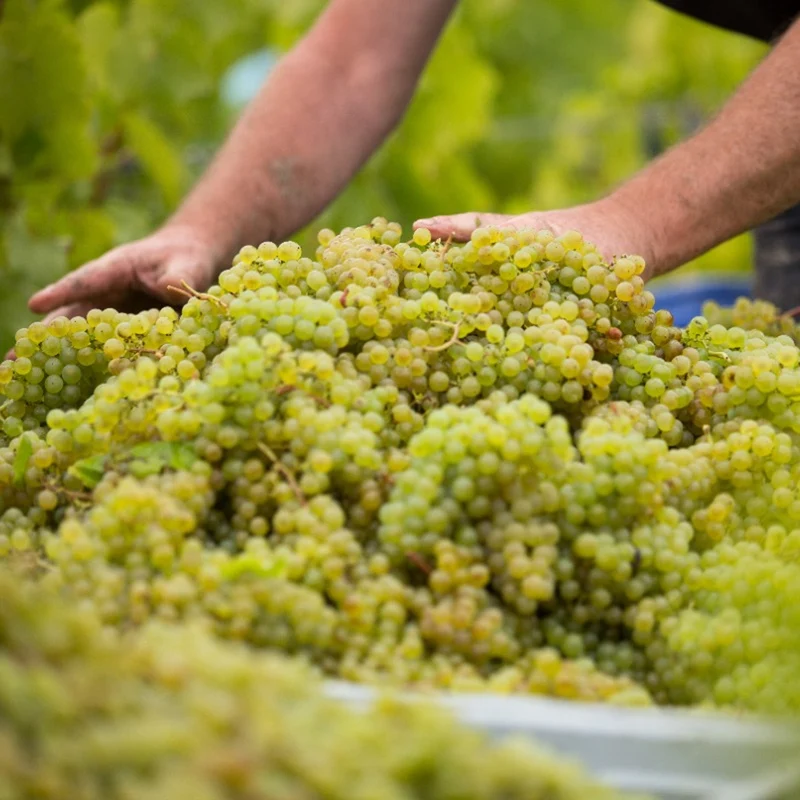Weinrebe 'Bacchus'