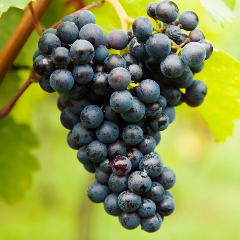 Weinrebe 'Boskoop Glory'
