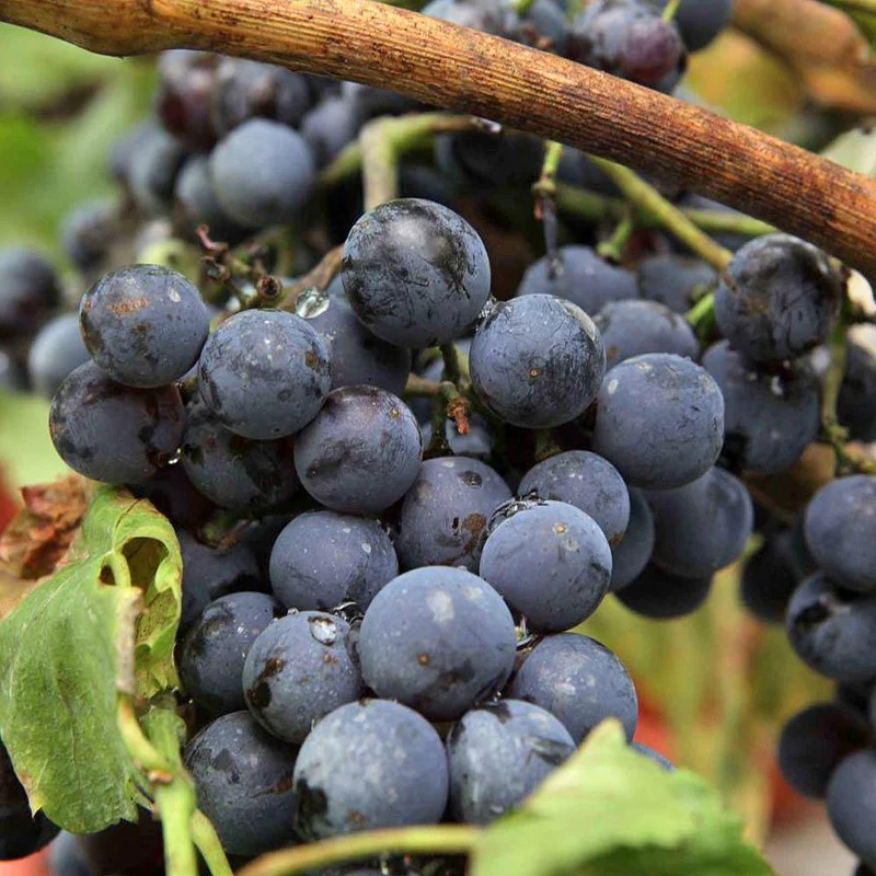 Weinrebe 'Boskoop Glory'