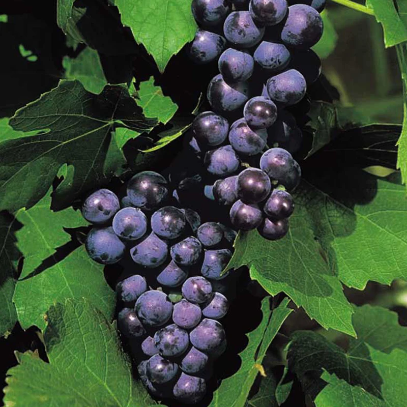 Weinrebe 'Boskoop Glory'
