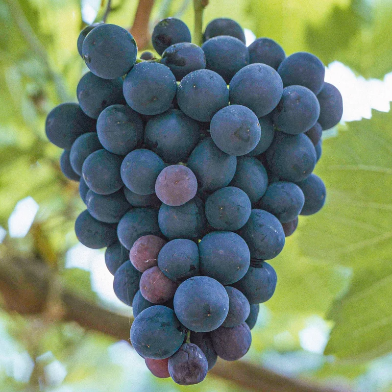 Weinrebe 'Black Hamburg'