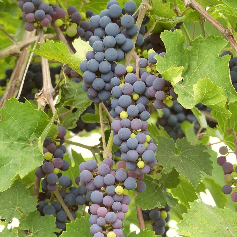 Weinrebe 'Black Hamburg'