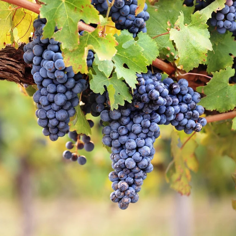 Weinrebe 'Black Hamburg'