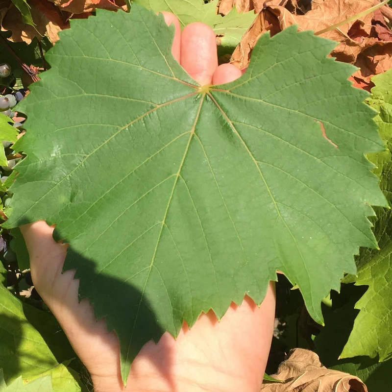 Weinrebe 'Black Hamburg'