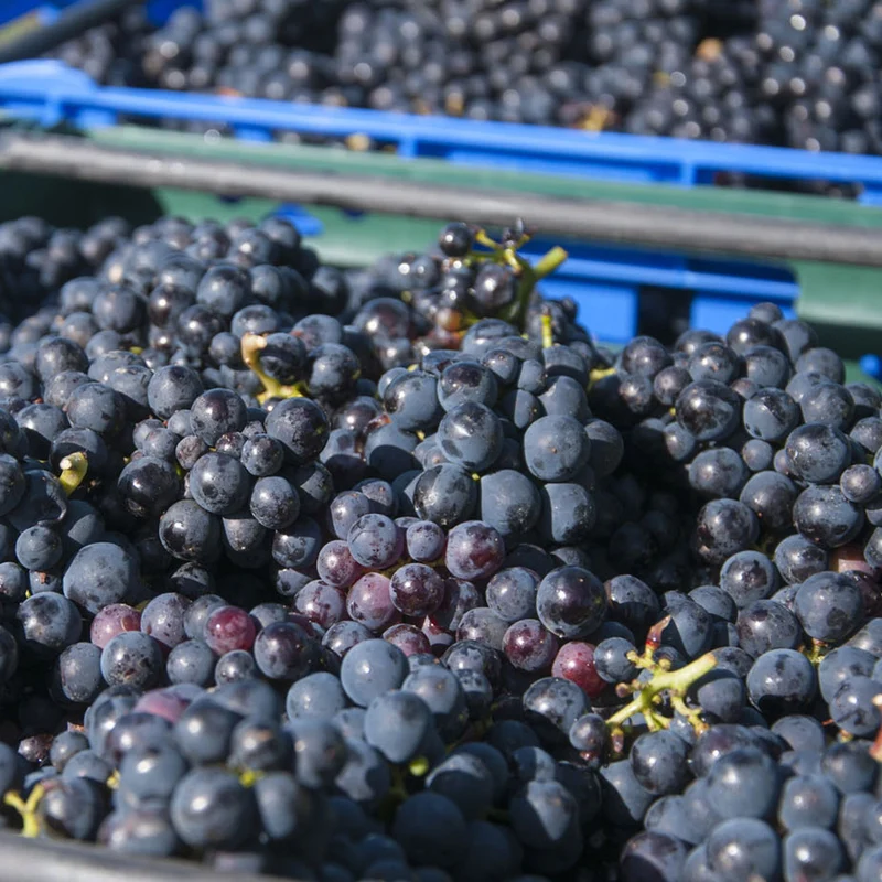 Weinrebe 'Black Hamburg'