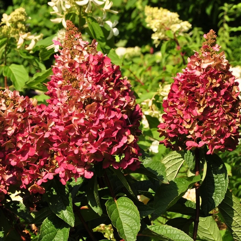 Rispenhortensie 'Wim's Red'