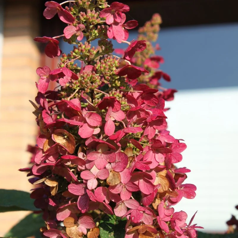 Rispenhortensie 'Wim's Red'
