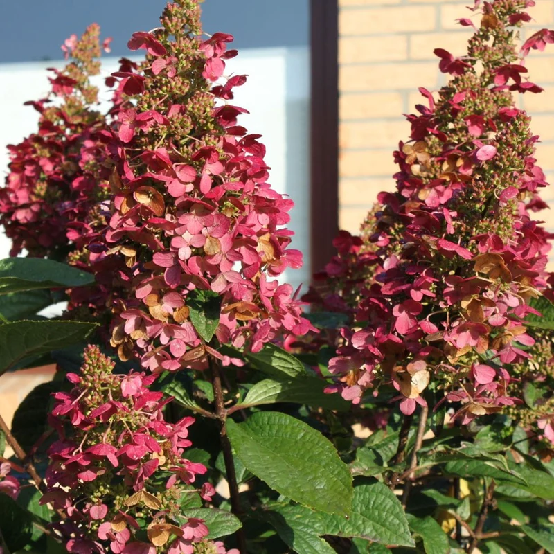 Rispenhortensie 'Wim's Red'