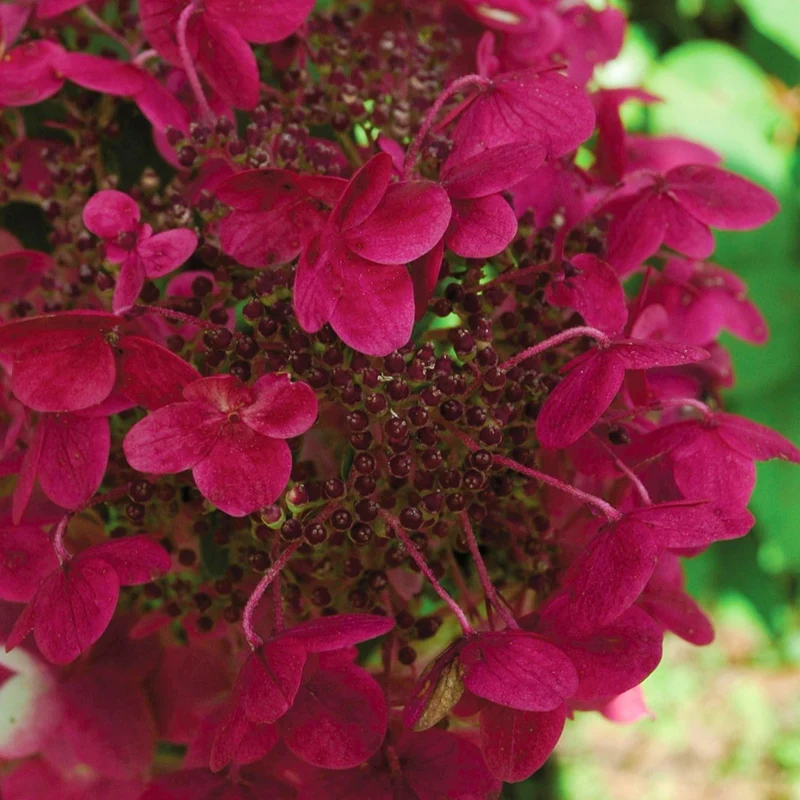 Rispenhortensie 'Wim's Red'