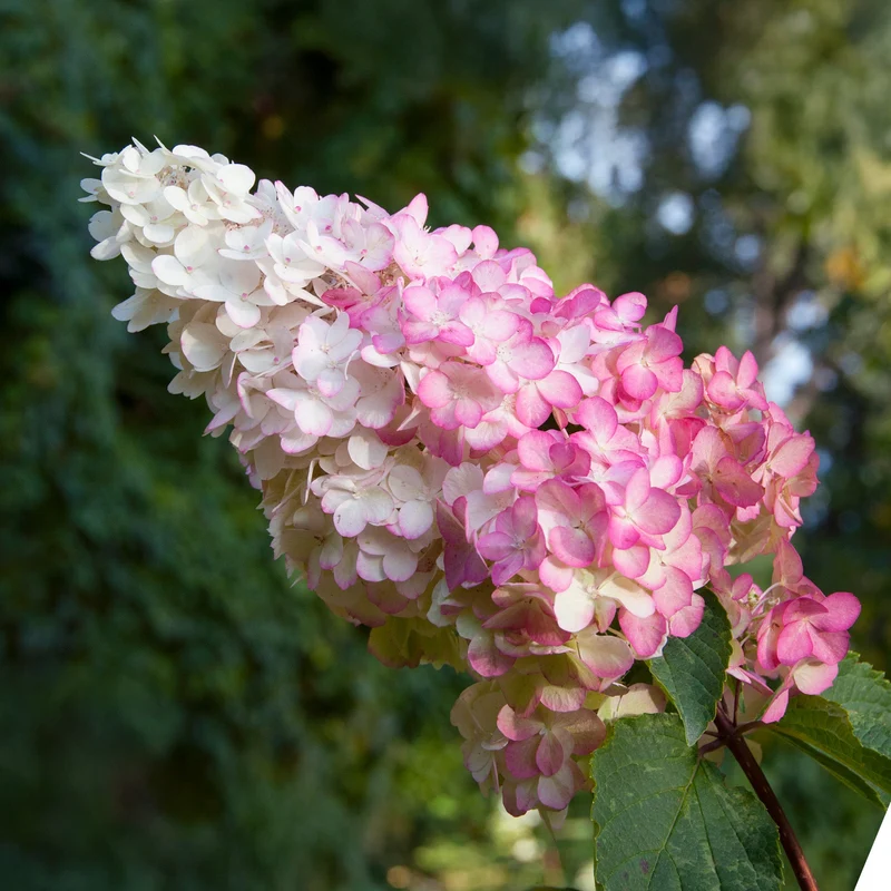 Rispenhortensie 'Vanille Fraise'
