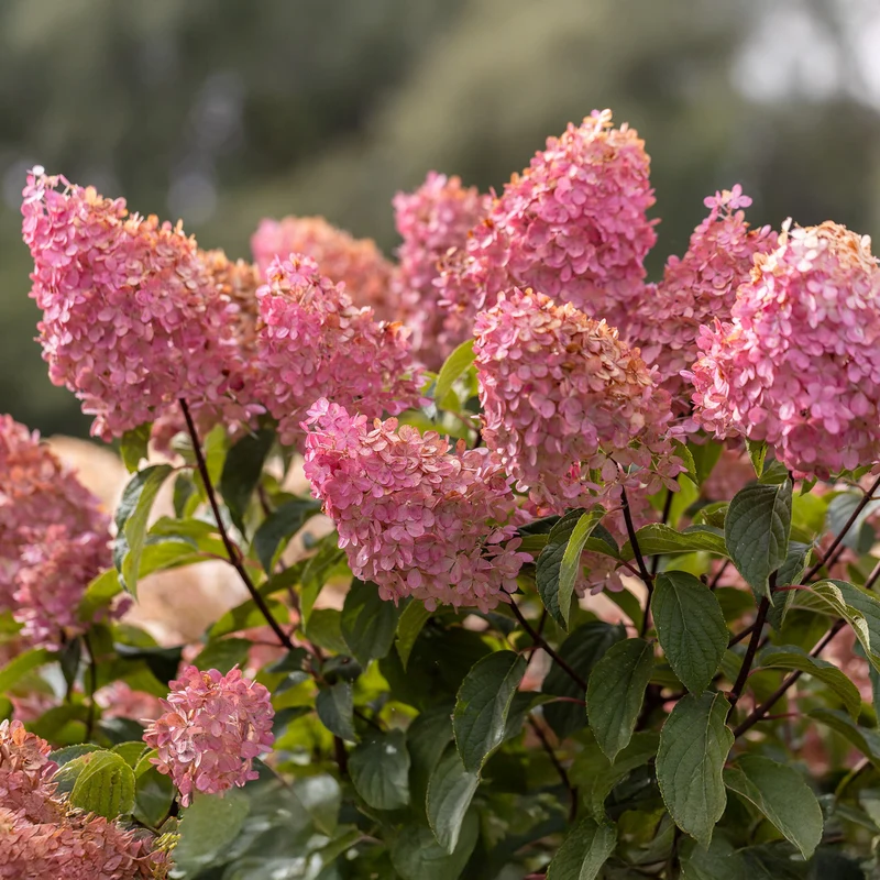 Rispenhortensie 'Vanille Fraise'