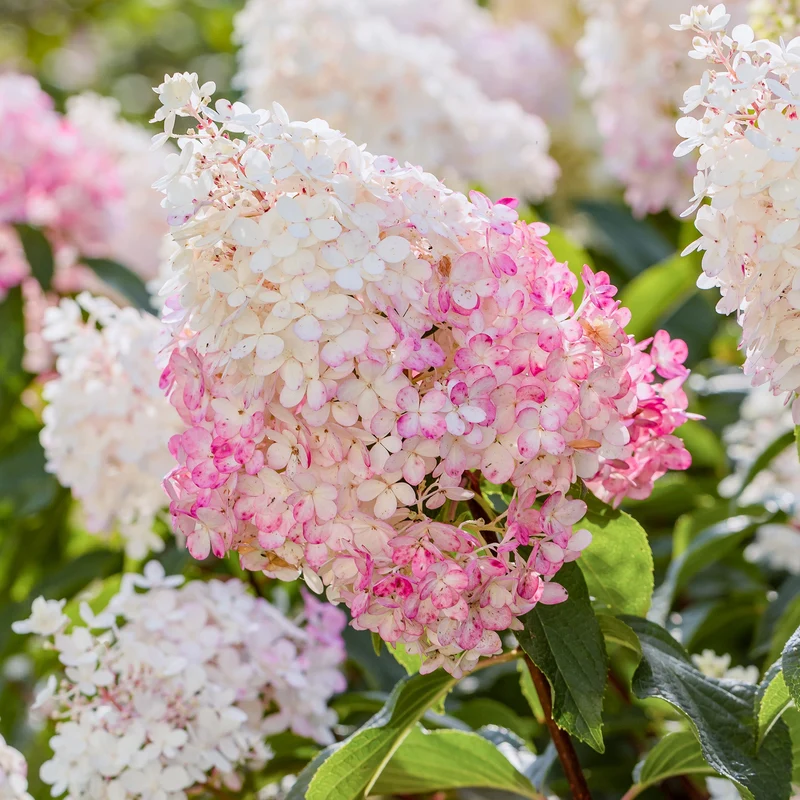 Rispenhortensie 'Vanille Fraise'