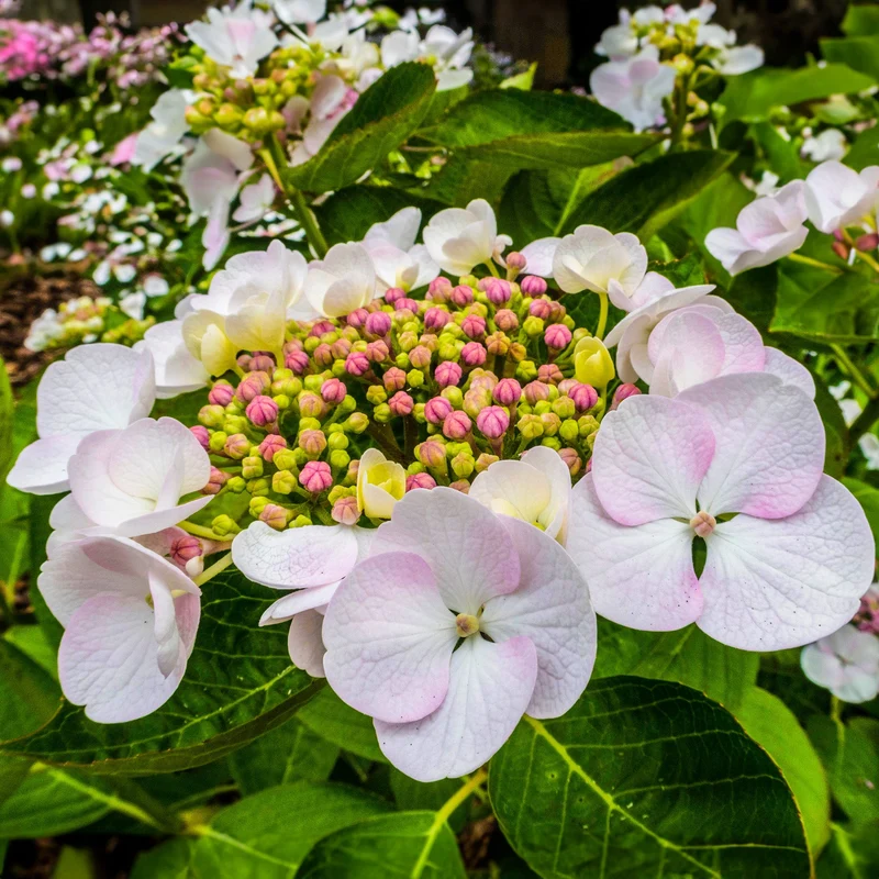Tellerhortensie 'Teller White'