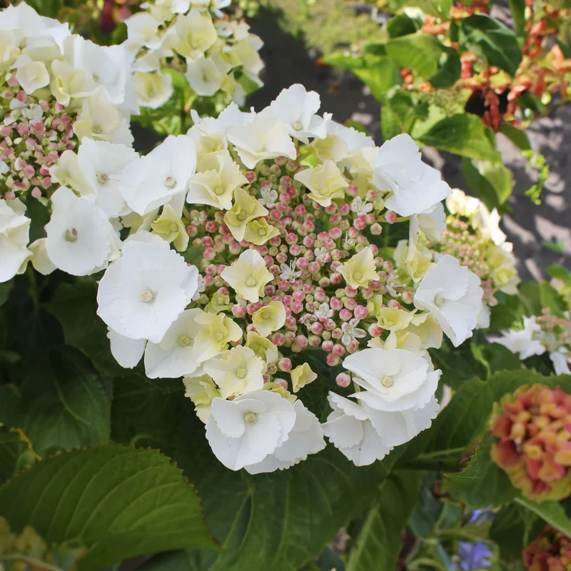 Tellerhortensie 'Teller White'
