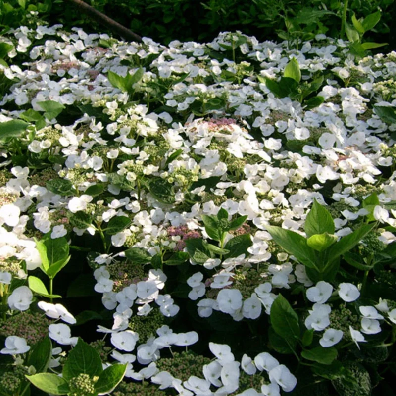 Tellerhortensie 'Teller White'