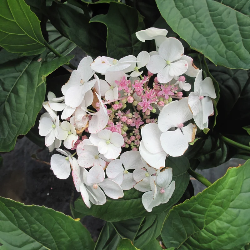 Tellerhortensie 'Teller White'