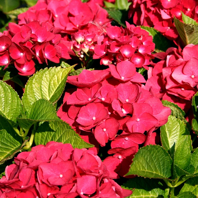 Tellerhortensie 'Teller Red'