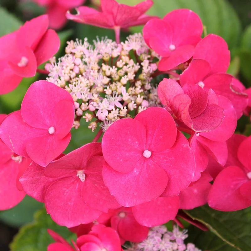 Tellerhortensie 'Teller Red'