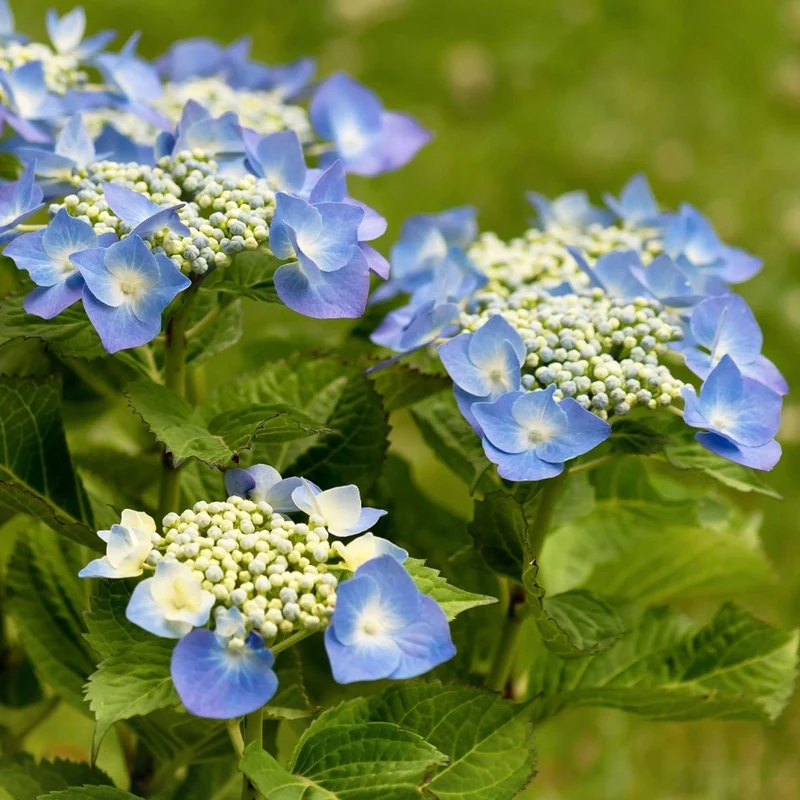 Tellerhortensie 'Teller Blue'