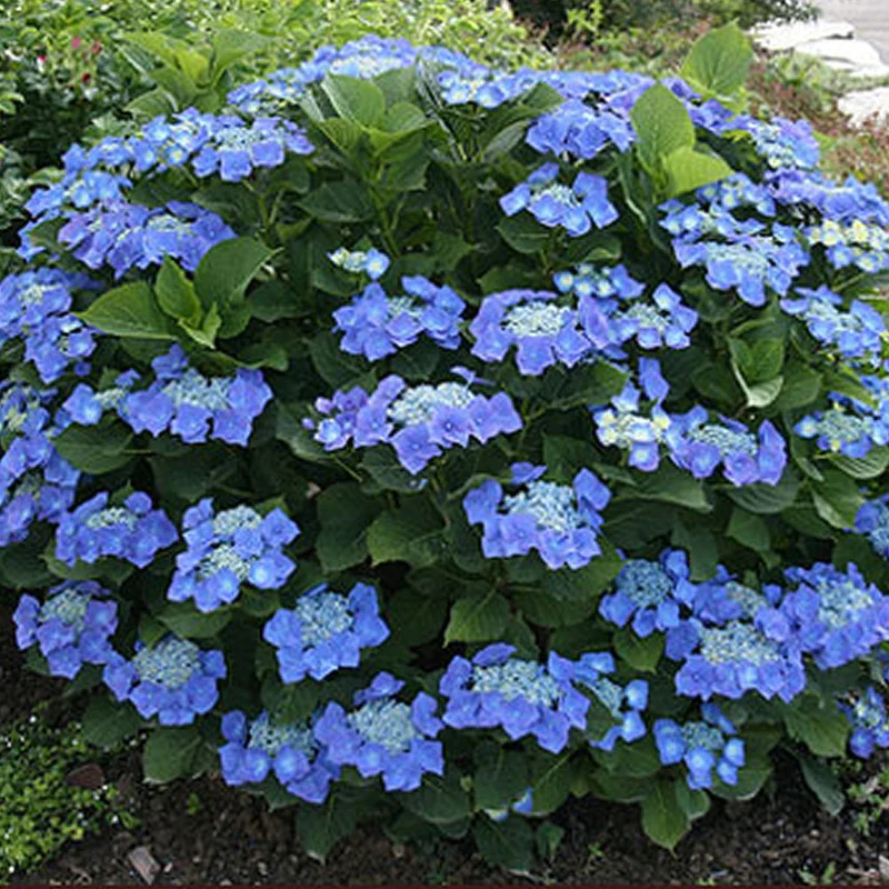Tellerhortensie 'Teller Blue'