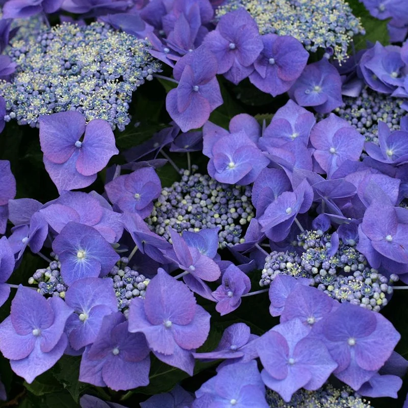 Tellerhortensie 'Teller Blue'