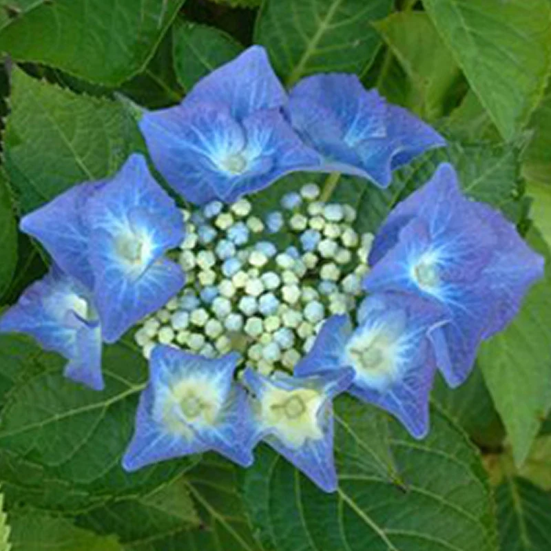 Tellerhortensie 'Teller Blue'