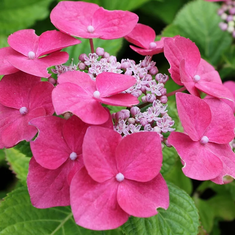 Tellerhortensie 'Teller Pink'