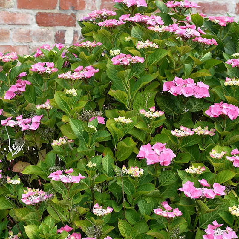 Tellerhortensie 'Teller Pink'